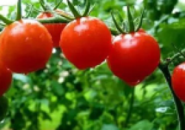 VC果园：大棚西红柿一年种几茬？大棚种植西红柿赚钱么？
