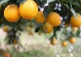VC果园：橙子树的种植条件和区域有何要求？橙子树种什么品种好？