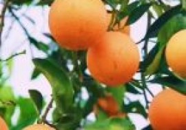 VC果园：橙子苗种植方法和管理怎么进行？