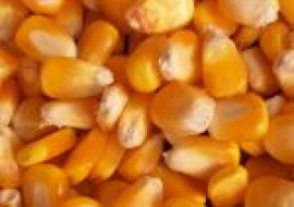 VC果园：玉米最高涨到多少？(附12月28日最新玉米价格)