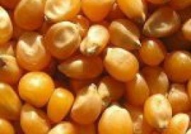VC果园：2021年1月份全国玉米价格最新行情