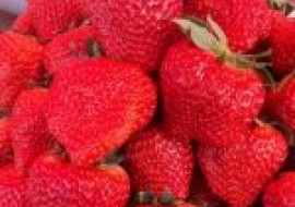 VC果园：草莓什么品种最甜最大？