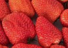 VC果园：又大又甜的草莓品种