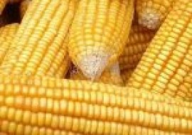 VC果园：现在玉米价格多少钱一斤？附玉米最新行情走势分析