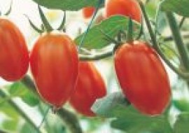 VC果园：大红番茄苗多少钱一株？如何培育？