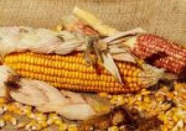 VC果园：2021年四月份玉米价格行情分析