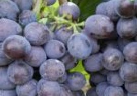 VC果园：巨峰葡萄和夏黑葡萄的区别，哪个好吃？