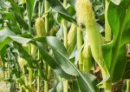 VC果园：适合山东种植的玉米品种