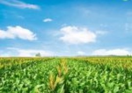 VC果园：适合吉林种植的玉米品种有哪些？