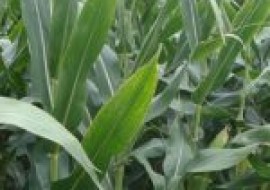 VC果园：比登海605更高产的玉米种是什么？登海6188与618玉米种的区别有哪些？