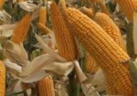 VC果园：河南省种什么玉米品种好？