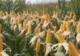 VC果园：山东玉米品种哪个高产？