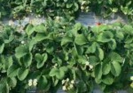 VC果园：适合北方种植的草莓品种有哪些？