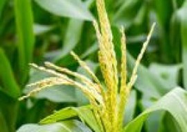 VC果园：京科938玉米品种介绍和种植要点