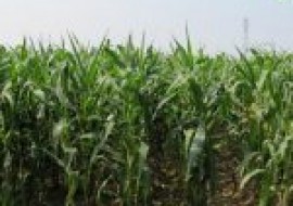 VC果园：玉米一亩地能种多少棵？种植方法有哪些？