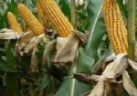 VC果园：山西玉米品种哪个好？