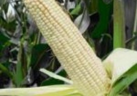 VC果园：适合山西地区种植的高产玉米品种有哪些？