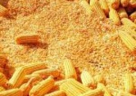 VC果园：四川玉米种子什么品种好？