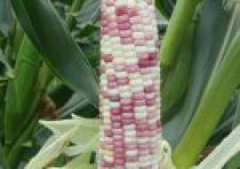 VC果园：适合吉林省种植的玉米品种有哪些？