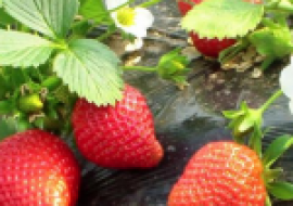 VC果园：章姬草莓和红颜草莓区别，哪个好吃？