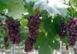 VC果园：葡萄的生长环境和条件