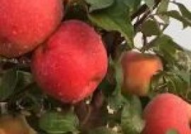 VC果园：陕西省有哪些优质苹果品种？