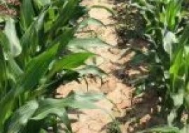 VC果园：玉米到了后期还要浇水吗？