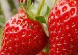 VC果园：草莓有哪些常见品种？