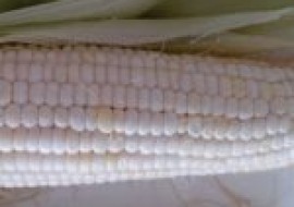 VC果园：适合新疆种植的玉米品种有哪些？