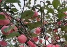 VC果园：中熟苹果苗什么品种好？