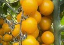 VC果园：黄番茄品种有哪些？