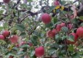 VC果园：晚熟苹果苗什么品种好？