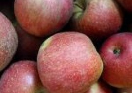 VC果园：山东有哪些苹果品种？