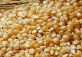 VC果园：玉米这种作物是在什么时候传入我国的？有什么依据呢？