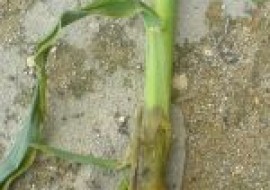 VC果园：玉米茎腐病经常出现，玉米茎腐病有哪些防治方法？