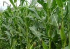 VC果园：适合江苏种植的玉米品种有哪些？