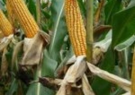 VC果园：特高产玉米新品种有哪些？