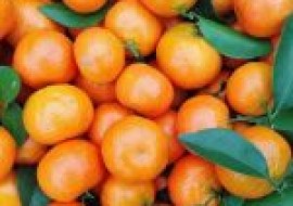 VC果园：砂糖橘有哪些特点？怎么挑选好吃？