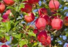 VC果园：早熟红富士苹果有哪些品种？苹果产地主要在哪个省？