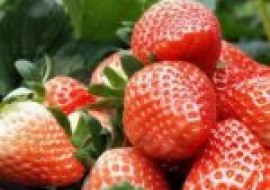 VC果园：吃草莓的季节是几月份？如何才能把草莓清洗干净？