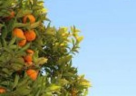VC果园：橙子有哪些品种？