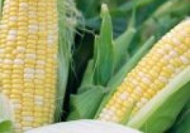 VC果园：甘肃玉米品种有哪些？