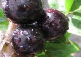 VC果园：树葡萄是哪里的特产？几月份成熟上市？