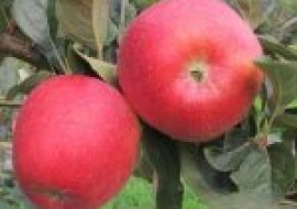 VC果园：8月份早熟苹果新品种有哪些？