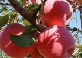 VC果园：苹果树苗种植最佳时间是何时？怎么种？