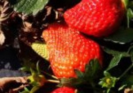 VC果园：草莓有哪些品种？