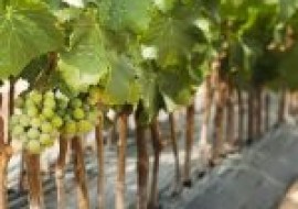 VC果园：如何种植葡萄？