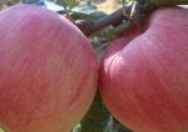 VC果园：最好的早熟苹果新品种是什么品种？