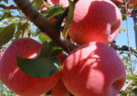 VC果园：早熟苹果苗新品种介绍大全