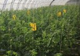 VC果园：西红柿如何种植？